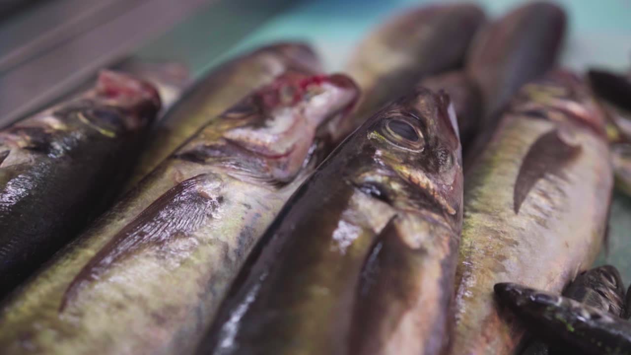 pescado trucha cerrar cámara lenta