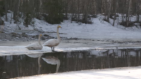 whooper swan also known as common swan stand by pond