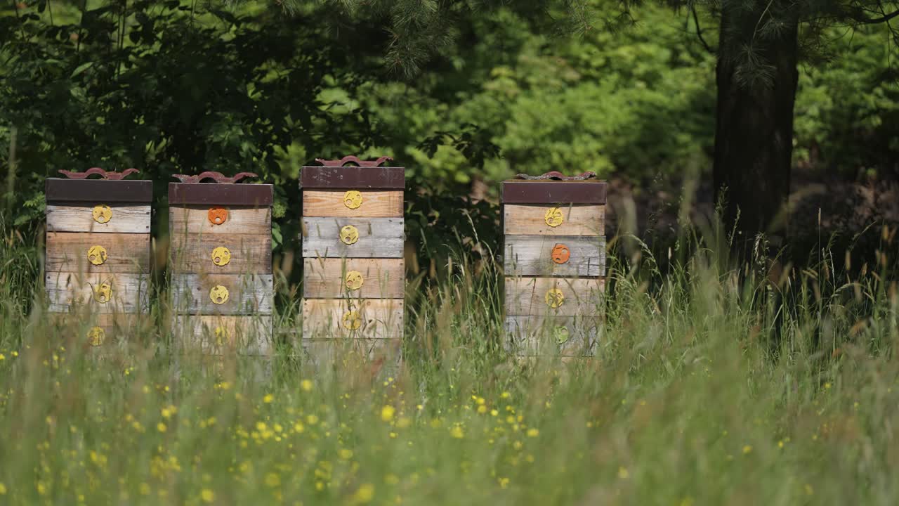 las colmenas de abejas se paran en el exuberante prado verde con flores amarillas en el borde del bosque