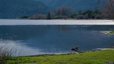 familia de patos negros nadando en el lago