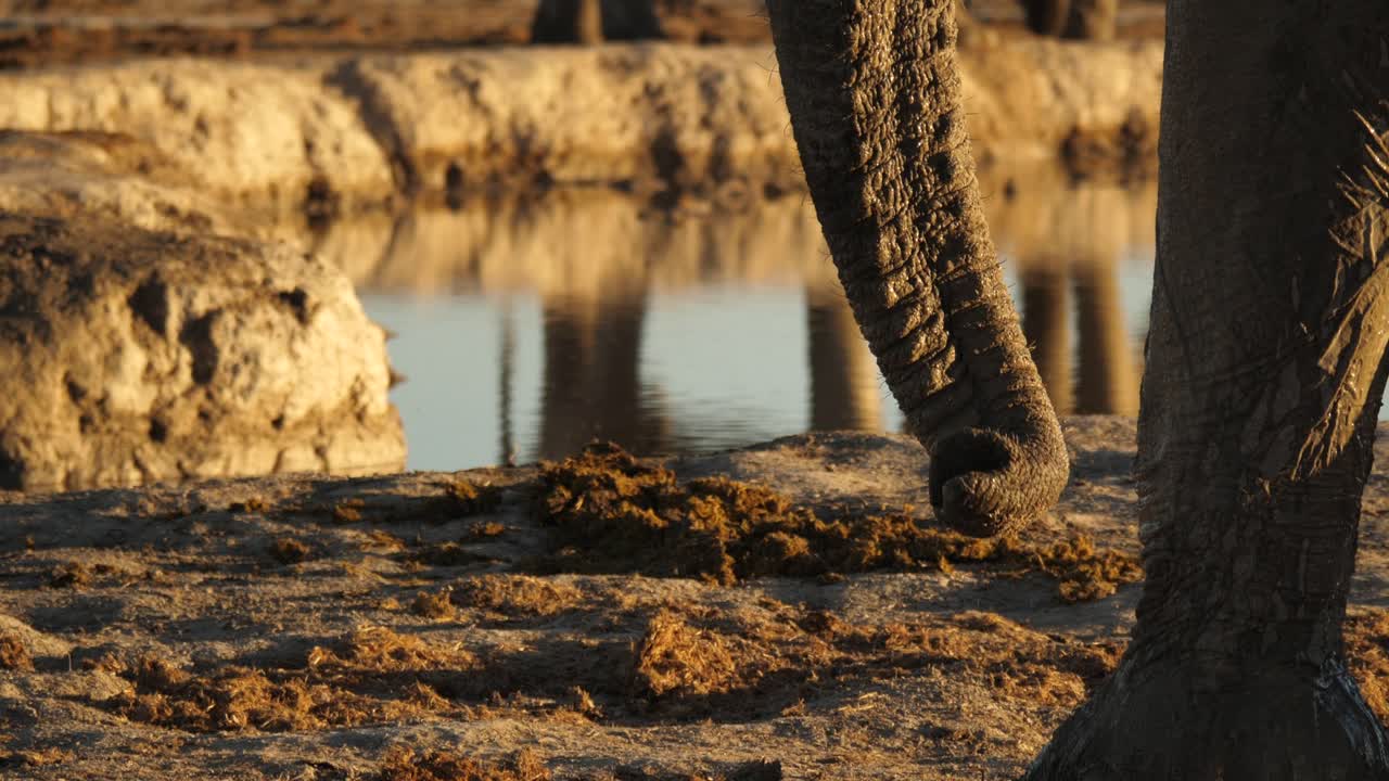 물웅덩이에서 프로필 아프리카 코끼리와 트렁크를 닫고, 팬다운, 황금시간