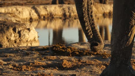 close up profile african elephant and trunk at water hole, pan down, golden hour