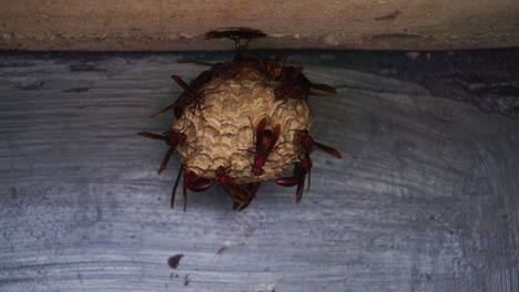 Eine-Kolonie-Wespenwespen-Auf-Ihrem-Nest-Auf-Dem-Dach-Des-Gebäudes