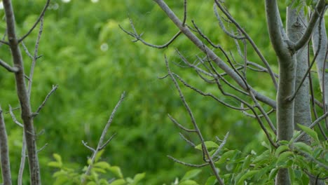 Orange-bird-with-a-black-head-and-wings-takes-off-from-a-bare-branch-in-the-forest