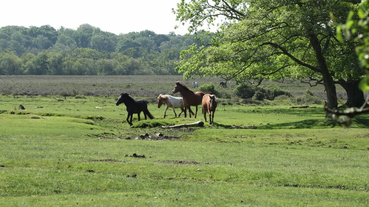 nuevos ponies del bosque clip 3