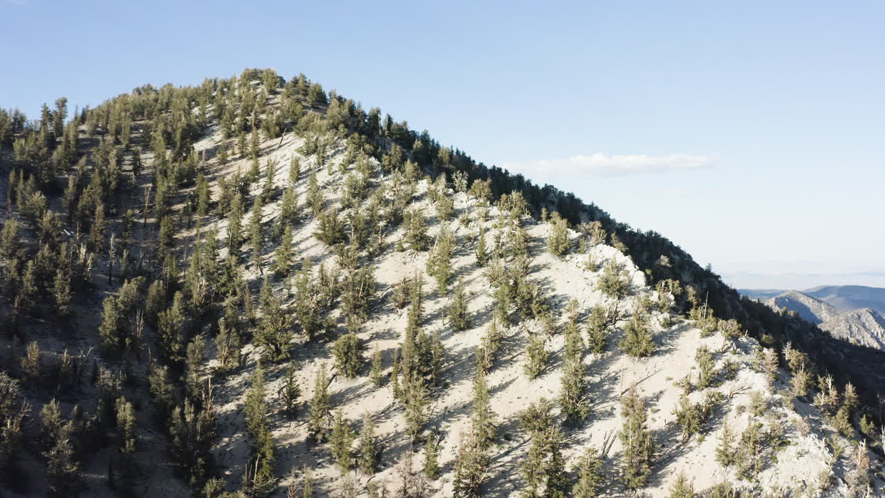 drone captura una vista aérea de la montaña blanca del antiguo bosque de pinos de bristlecone, california, estados unidos
