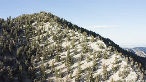 Drone-captures-aerial-view-of-white-mountain-of-ancient-bristlecone-pine-forest,-California,-United-States