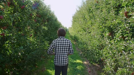 rear view of men walking across apple orchard