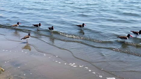 Aves-Marinas-En-La-Orilla.-Ostrero-Euroasiático