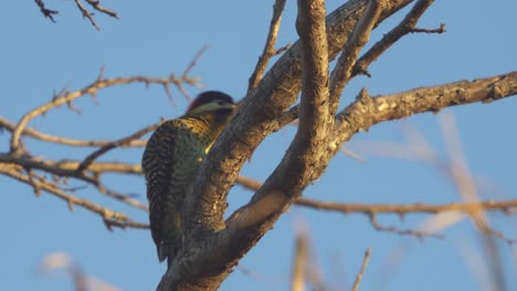 Vista-De-ángulo-Bajo-De-Un-Pájaro-Carpintero-De-Pecho-Dorado-Posado-En-Una-Rama-De-árbol-Al-Atardecer