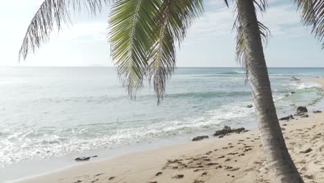 Tropischer-Strand-Von-Puerto-Rico,-Schwenk-Nach-Unten