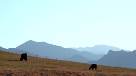 angus cows grazing in open field against a backdrop of the rocky mountains