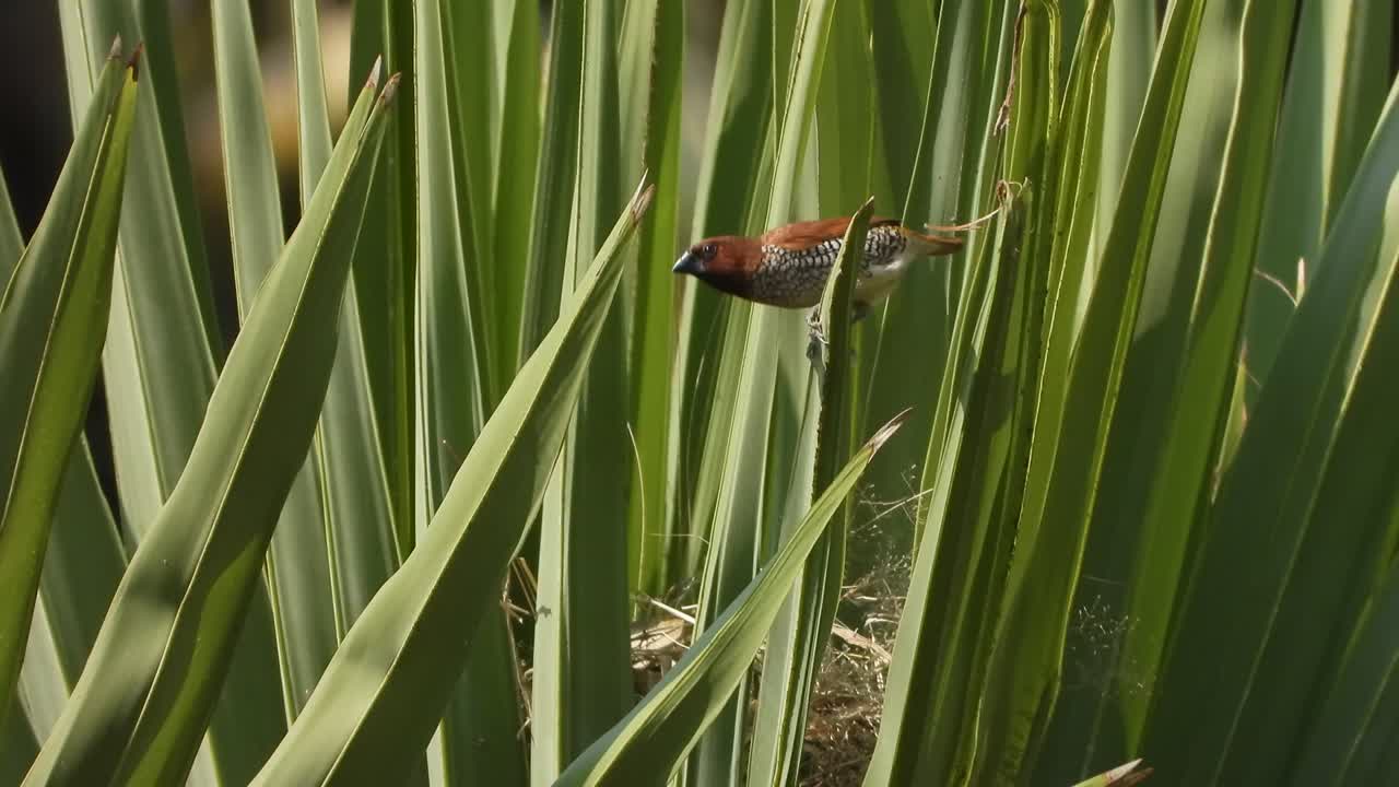 munia de pecho escamoso en la hoja del árbol