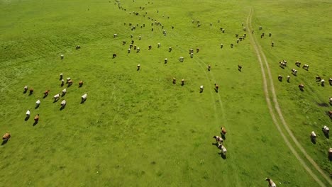 cows free range grazing in wide grass fields, australia countryside