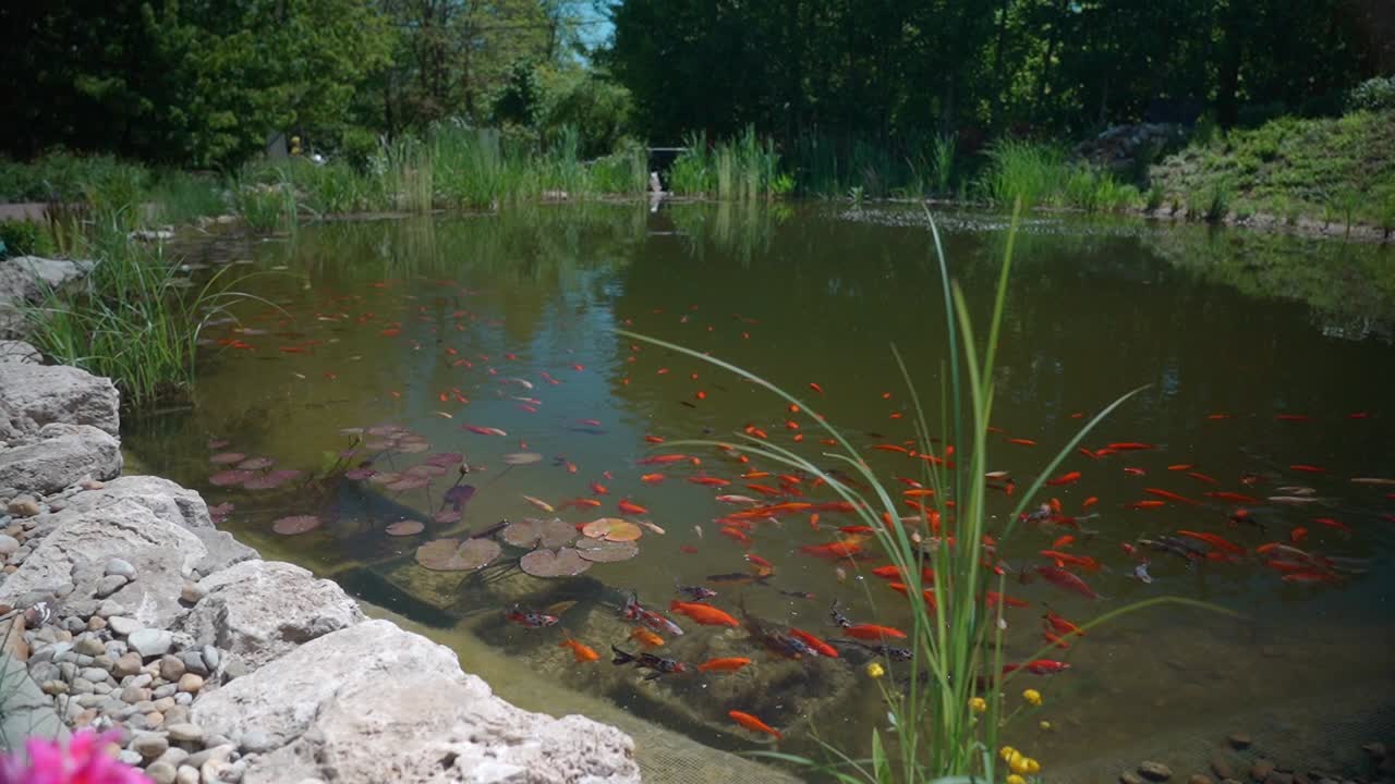 Fish swimming in a natural pond surrounded by greenery
