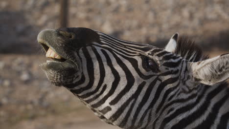 zebra extreme close up funny faces