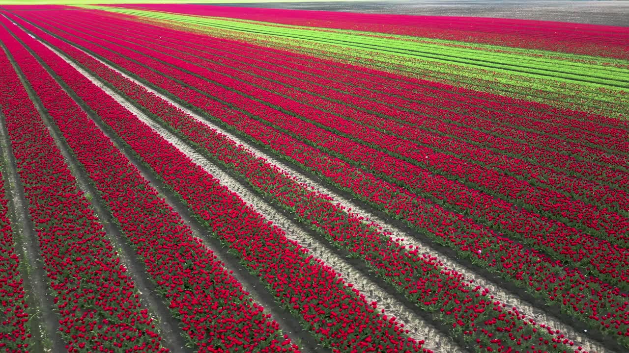 яркие поля тюльпанов в нидерландах