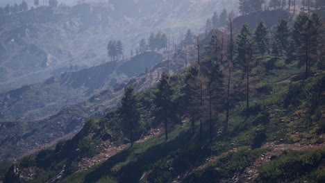 Beautiful-pine-trees-on-background-high-mountains-of-Carpathians