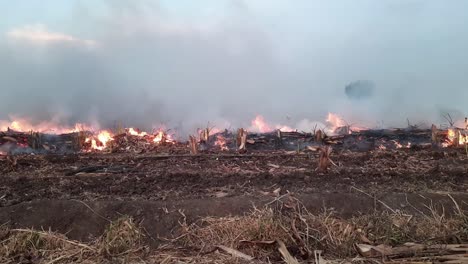 una gran llama de fuego destruye la hierba seca y las ramas de los árboles a lo largo de la carretera