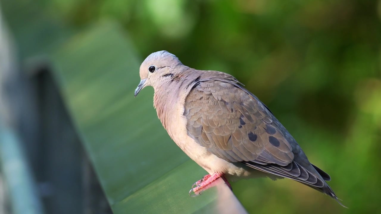 An Eared Dove (Zenaida auriculata) with grayish-brown plumage and distinct black wing spots rests calmly on a metallic railing, close up shot.