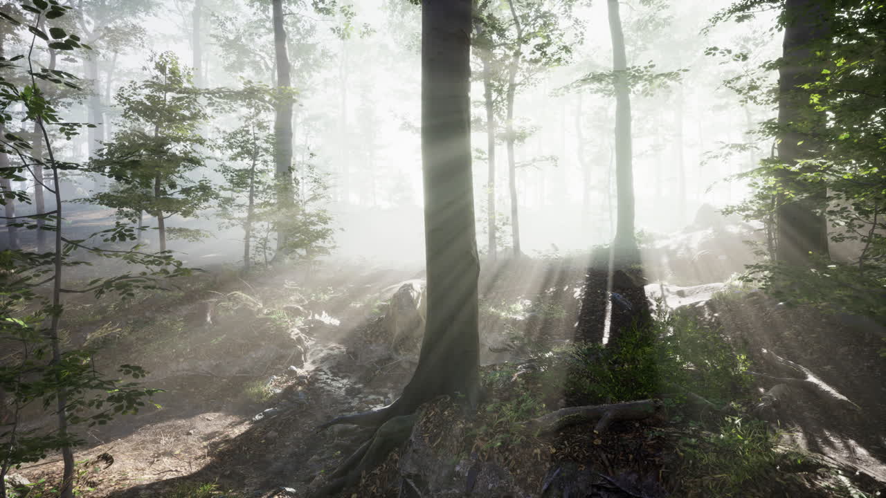 저녁에 숲에서 반 ⁇ 이는 안개