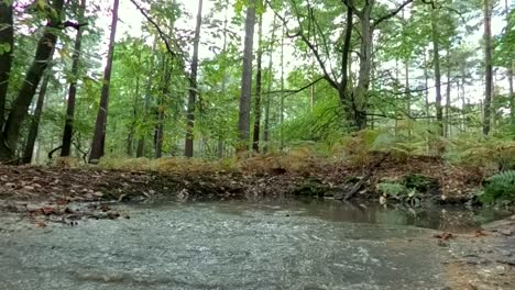 mountain biker riding through a puddle in the middle of a forest