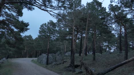 Pines-trees-along-the-sides-of-a-path-suffering-a-extremely-strong-wind