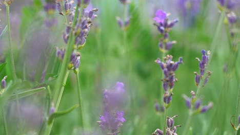 close up purple lavender flower blossom in a green meadow, macro focus pull