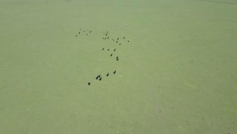 Aerial-view-of-Heck-cattle-in-National-Park-Oostvaarders-plassen,-Flevoland,-the-Netherlands