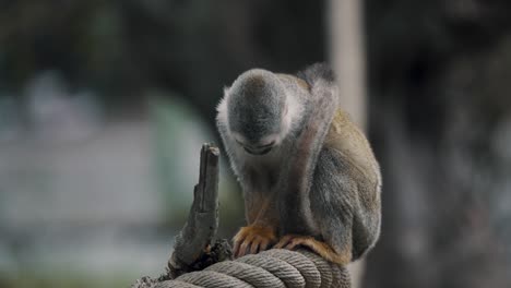 Common-Squirrel-Monkey-In-Shallow-Depth-Of-Field