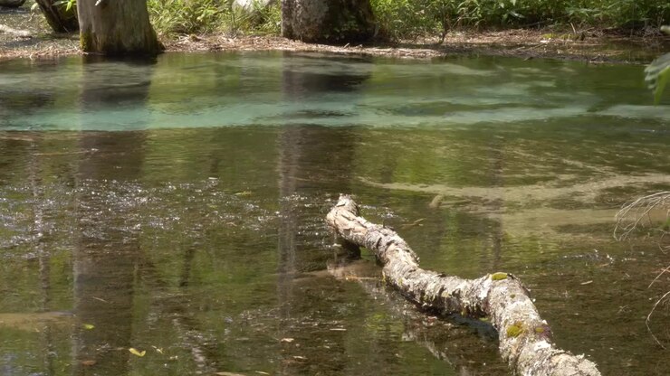 Tronco sommerso nelle acque cristalline della palude di Dakesawa a Kamikochi, Matsumoto, Giappone. Ripresa statica