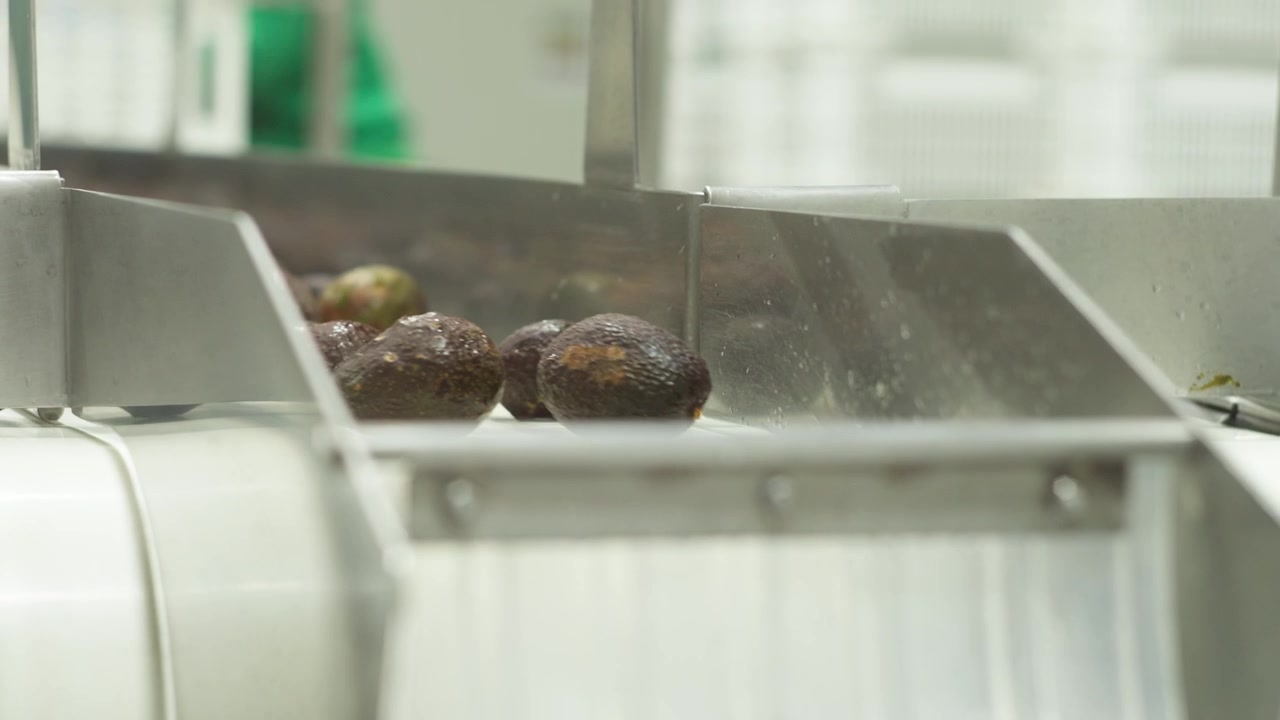 Avocados moving along industrial conveyor system inside food production facility