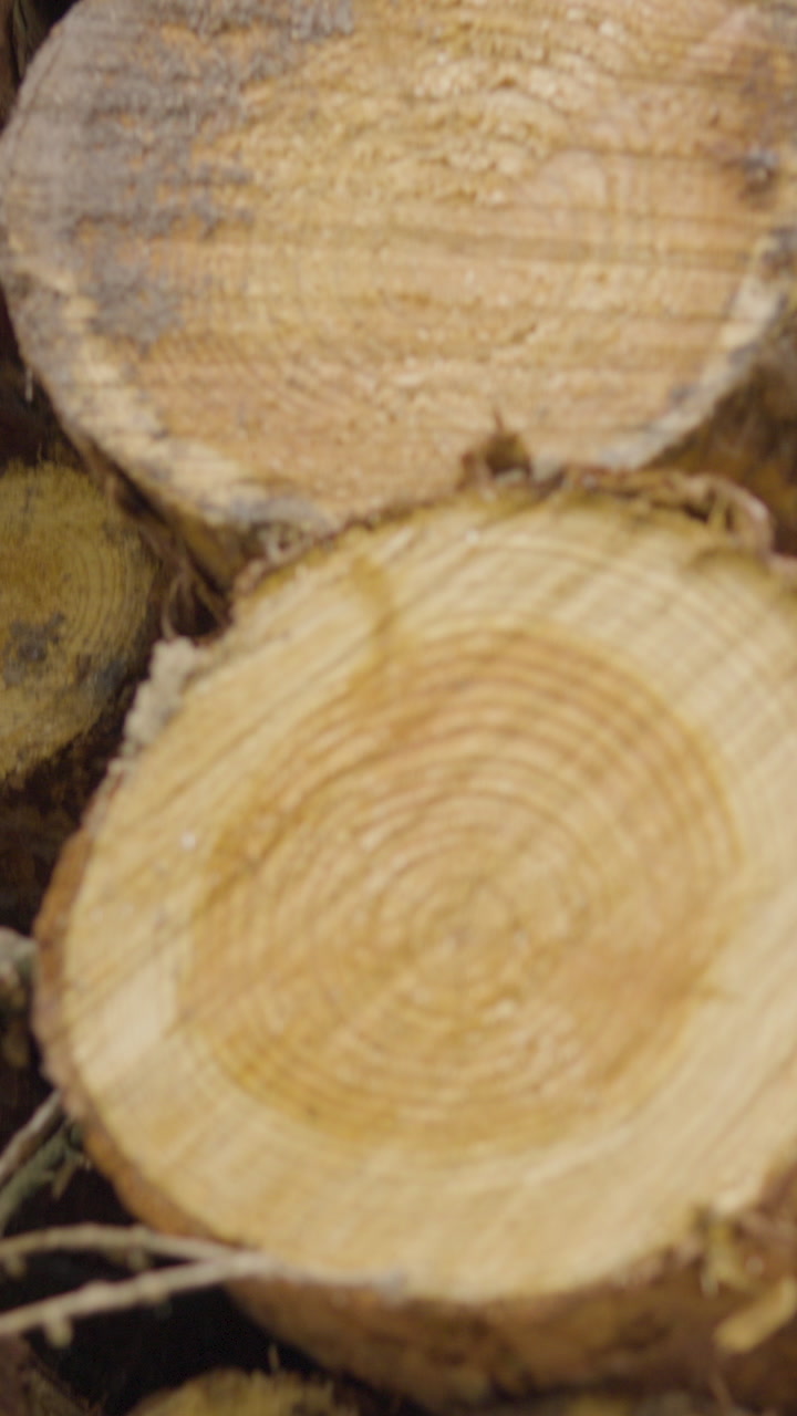 Detailed vertical shot of freshly cut pine logs stacked in a forest. Ideal for timber industry, forestry, and sustainable wood production content.