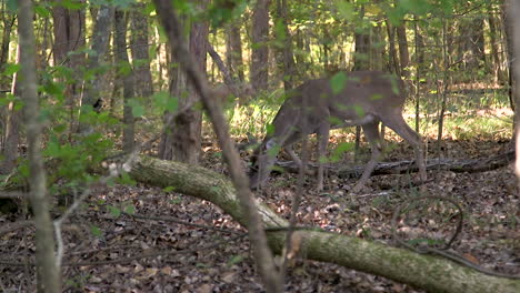 female deer in the forest