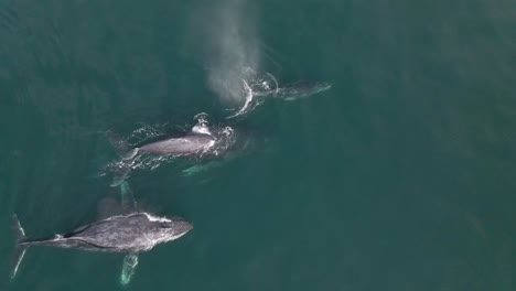 ballenas jorobadas saliendo a la superficie y respirando aire, grupo de ballenas nadando en el océano