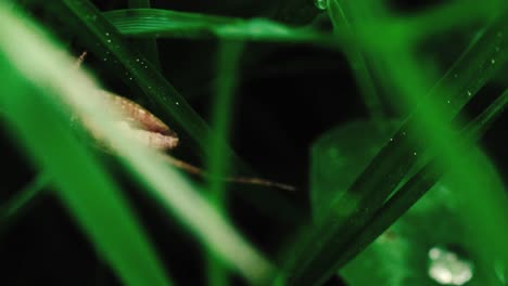 macro shots of grass spider hiding in the shadows of high grass 4k