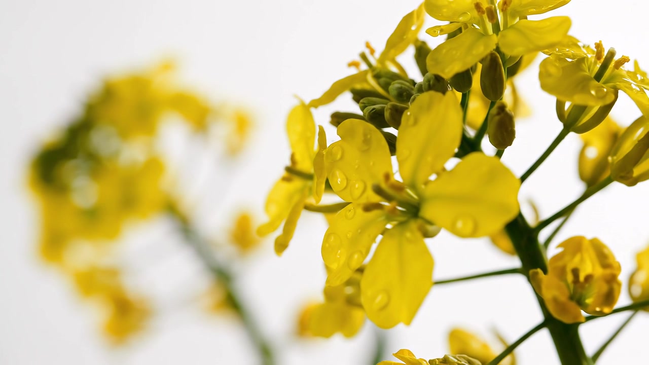 Macro shot of yellow rapeseed flowers with fresh water droplets