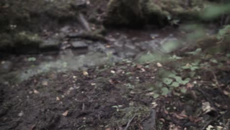 hojas exuberantes en el estante del bosque se enfocan en la corriente