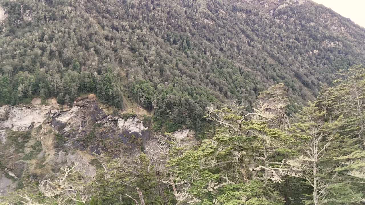 Camera slowly pans across mossy trees and mountain stream, soft daylight, tranquil natural landscape