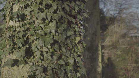 tree trunk in newmarket forest england uk covered by green climbing plant