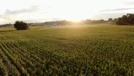 Hermosa-Luz-Del-Sol-A-La-Hora-Mágica-Sobre-El-Campo-De-Maíz-Americano-Verde-Rural-En-Verano,-Condado-De-Lancaster,-Pennsylvania,-Ee.uu.,-Vuelo-Aéreo-De-Drones