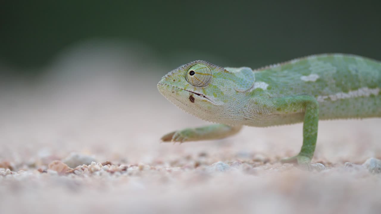 천천히 걸으면서 180도 회전하는 카멜레온의 눈