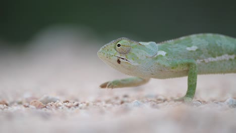 a chameleon's eye rotating 180 degrees while walking slowly