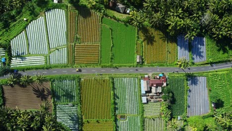 Breathtaking-Bali-Scenery:-Aerial-4K-Drone-View-of-Ubud-Countryside