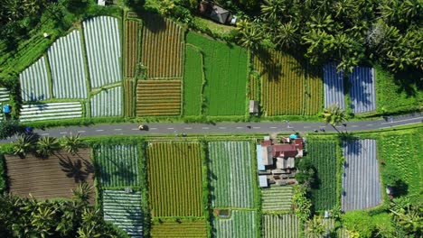 breathtaking bali scenery: aerial 4k drone view of ubud countryside