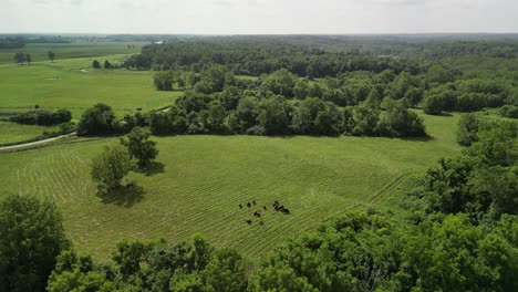 Aerial-descent-of-buffalo-herd-grazing-in-green-pasture,-ohio
