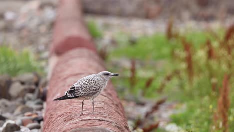 gull standing on a pipe in fife