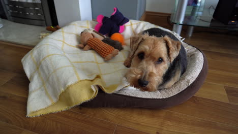 dog in his bed looks up as owner talking to him dog is understanding by tilting his head