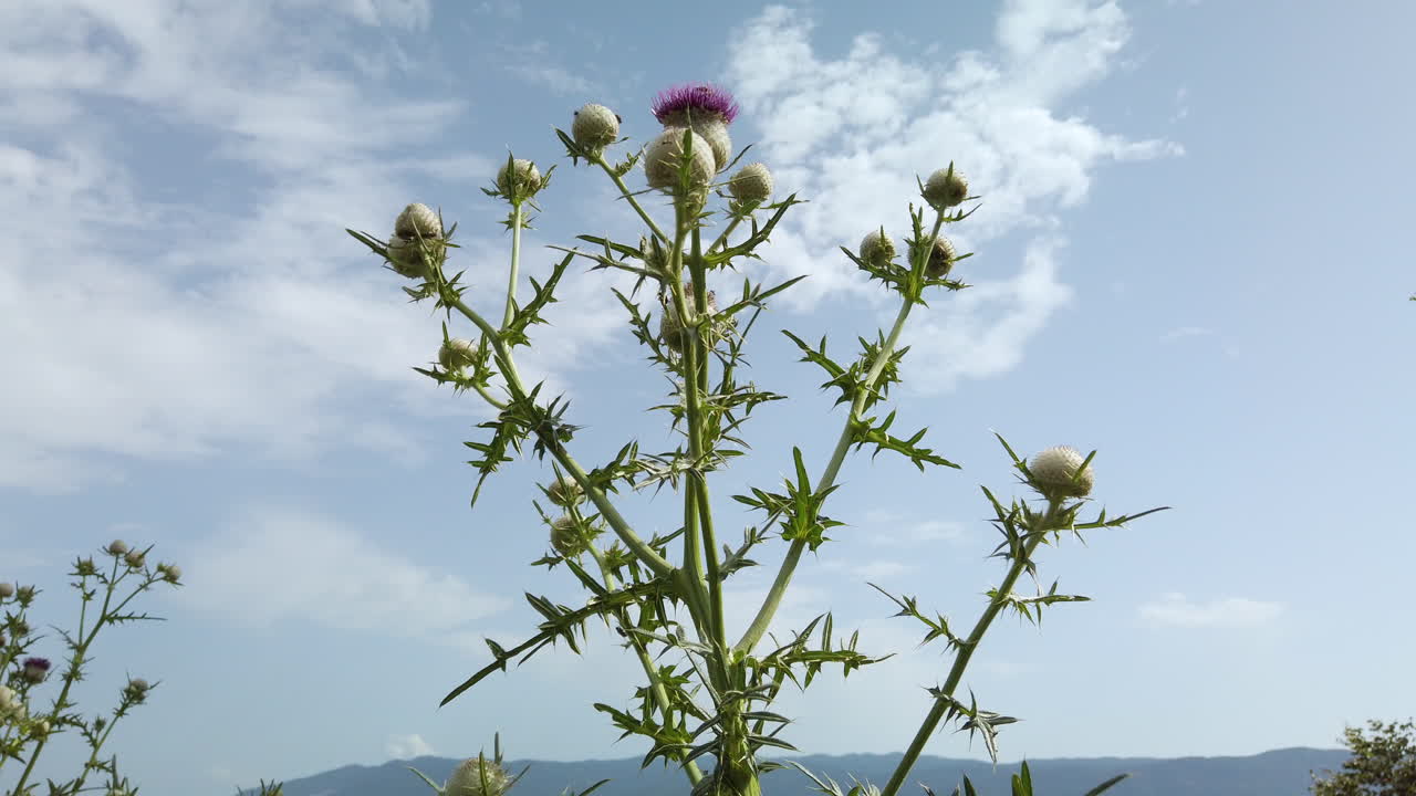 cardo meciéndose en el viento - toma estática desde abajo