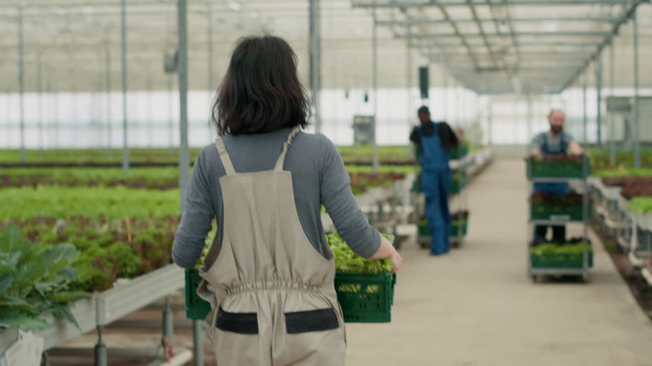Workers harvesting lettuce in a greenhouse
